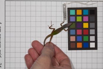 Media type: image;   Herpetology R-189493